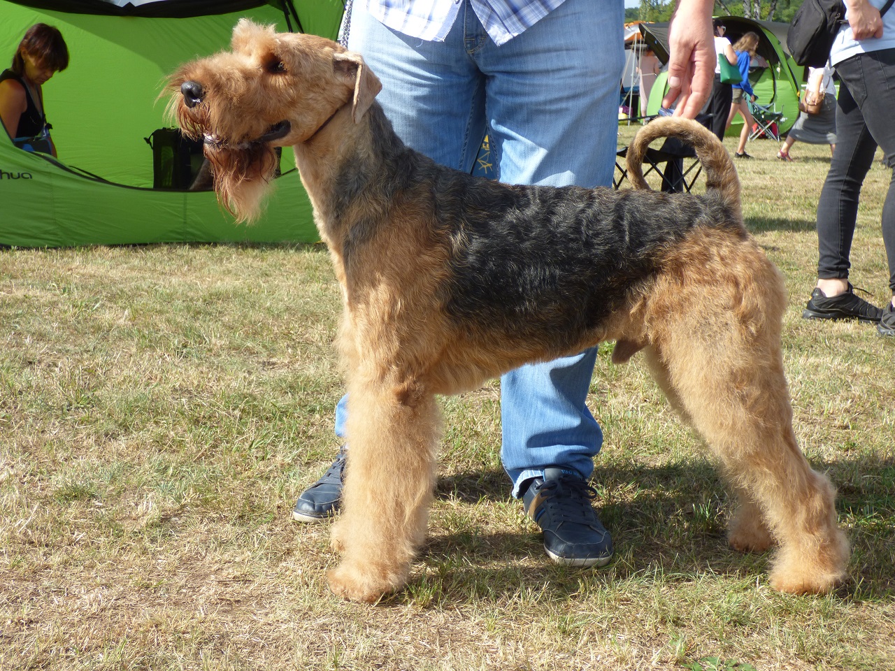 Scrappy